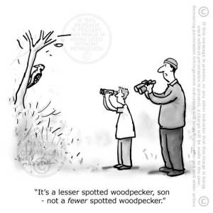 lesser-fewer-spotted-birdwatching-cjmadden