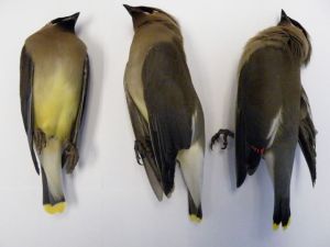 cedar waxwings