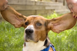 cutcaster-photo-100183973-Big-Ear-Beagle